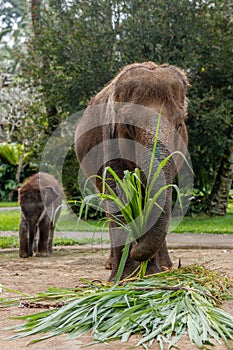 Sumatran elephant in Bali, Indonesia