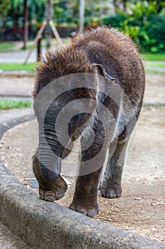 Sumatran elephant in Bali, Indonesia