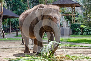 Sumatran elephant in Bali, Indonesia