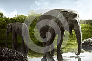 Sumatran elephant drinking water