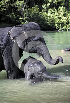 Sumatran elephant Elephas maximus sumatranus bathing in river with baby