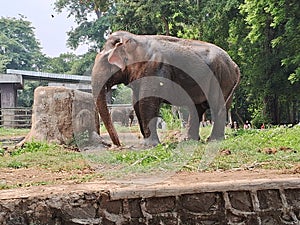 Sumatran elephant & x28;Elephas maximus sumatrensis& x29; bathing using its trunk