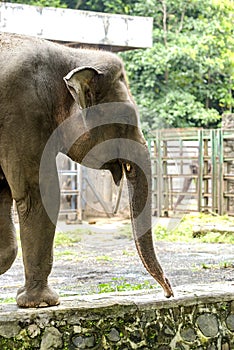 Sumatran elephant - Elephas maximus on zoo