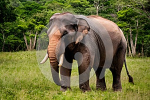 Sumatran elephant in Ragunan Wildlife Park, wildlife conservation photo