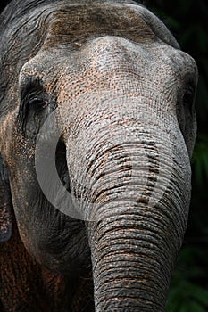 Sumatran Elephant Trunk photo