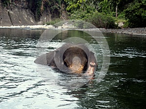 Sumatran elephant while wading in the river