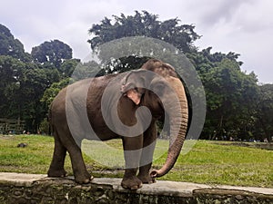 A Sumatran elephant is walking around