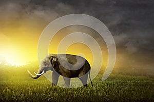 Sumatran elephant walking on the field