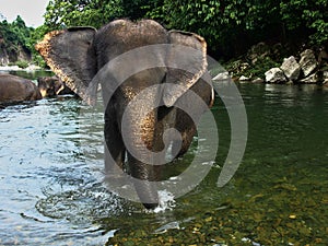 Sumatran elephant while walking in the river