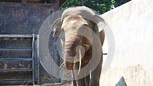 Sumatran elephants with the Latin name Elephas maximus sumatrensis,