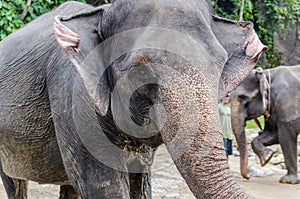 Sumatran elephants in Sumatra Indonesia
