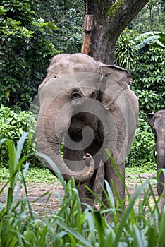 Sumatran elephants in their environment