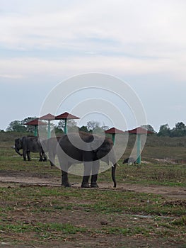 Sumatran Elephants in Way Kambas National Park