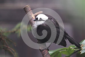 Sumatran laughingthrush