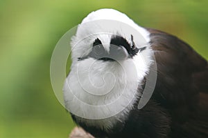 Sumatran laughingthrush