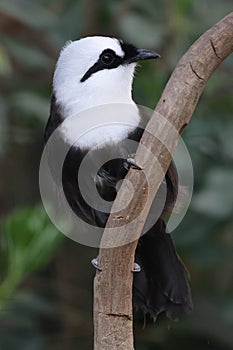 Sumatran laughingthrush (Garrulax bicolor)