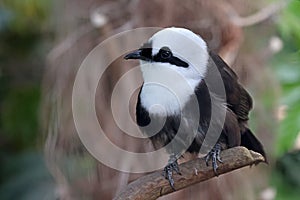 Sumatran laughingthrush (Garrulax bicolor)