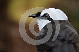 Sumatran laughingthrush (Garrulax bicolor)