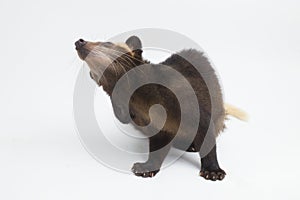 Sumatran Masked Palm Civet Paguma larvata leucomystax  on white background