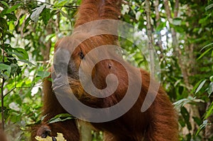 Sumatran Orang Utan