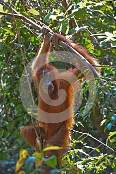 Sumatran orangutan photo