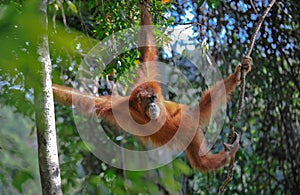 Sumatran orangutan photo