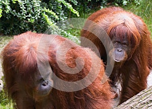 Sumatran Orangutan