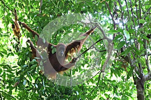 Sumatran orangutan in Gunung Leuser National Park, North Sumatra, Indonesia