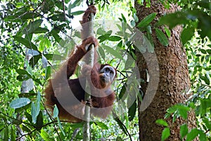 Sumatran orangutan in Gunung Leuser National Park, North Sumatra, Indonesia