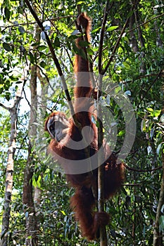 Sumatran orangutan in Gunung Leuser National Park, North Sumatra, Indonesia