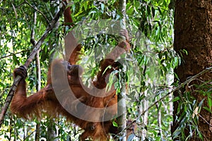 Sumatran orangutan in Gunung Leuser National Park, North Sumatra, Indonesia