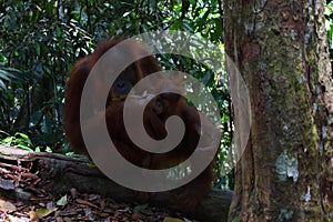 Sumatran orangutan in Gunung Leuser National Park, North Sumatra, Indonesia