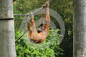 Sumatran orangutan juvenile photo