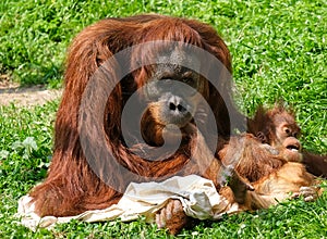 Sumatran orangutan (lat. - Pongo abelii) female with cub