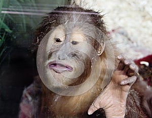 Sumatran orangutan Latin Pongo abelii.