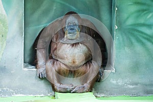 Sumatran orangutan (Latin Pongo abelii).