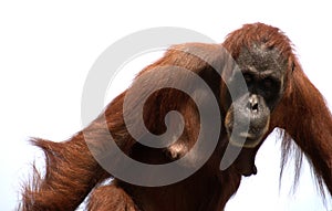 sumatran orangutan, monkey photo