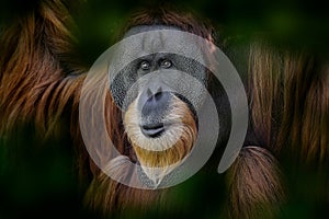 Sumatran orangutan, Pongo abelii, Critically endangered ape monkey, and found only in north Indonesian island, Sumatra in