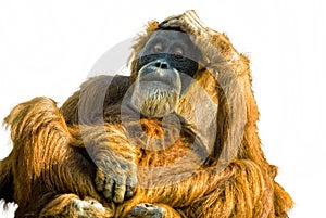 Sumatran Orangutan (Pongo abelii) cut out photo