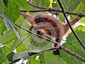 Sumatran Orangutan, Pongo abelii, deftly moves in branches looking for food, Sumatra, IndonesiaOne