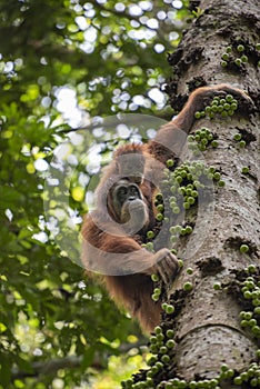 Sumatran Orangutan Pongo abelii mother with baby