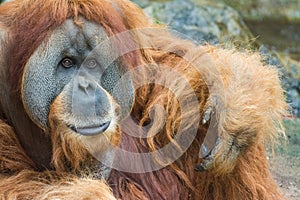 Sumatran orangutan (Pongo abelii) photo
