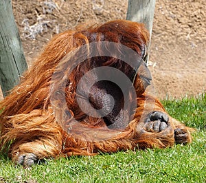 Sumatran Orangutan Or Pongo Abelii Sitting On Grass