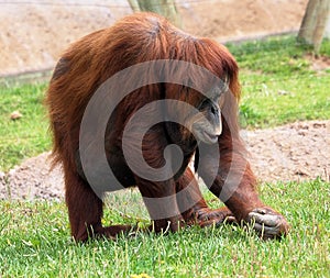Sumatran Orangutan Or Pongo Abelii Sitting On Grass