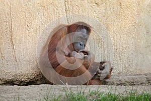 Sumatran orangutan Pongo abelii photo