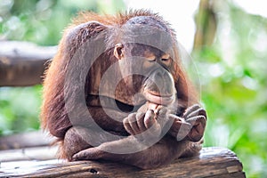 Sumatran orangutan sitting on the wooden bench