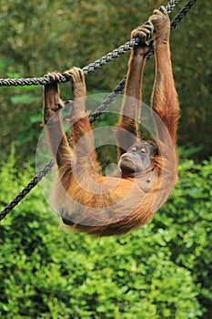 Sumatran orangutan photo