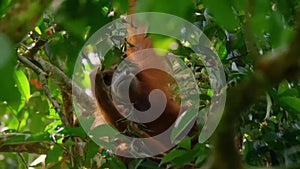 Sumatran Orangutans eating ficus fruits on fig tree