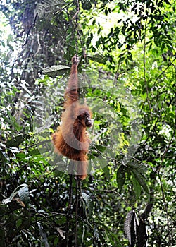 Sumatran orangutans