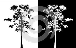 Sumatran pine tree silhouette vector. photo